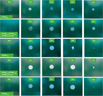 More Precise Control of the In Vitro Enzymatic Degradation via Ternary Self-Blending of High/Medium/Low Molecular Weight Poly(trimethylene carbonate)